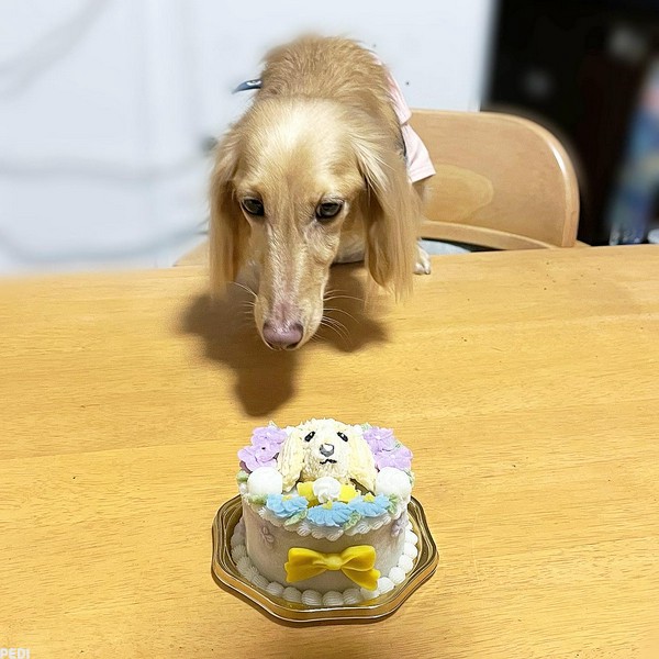 ここくん