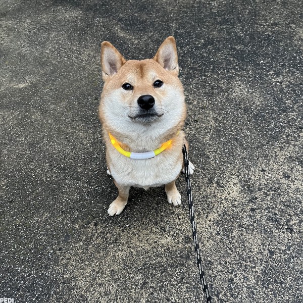 琳太くん