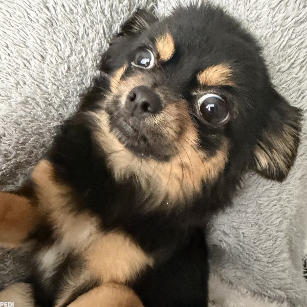 ひなちゃん
