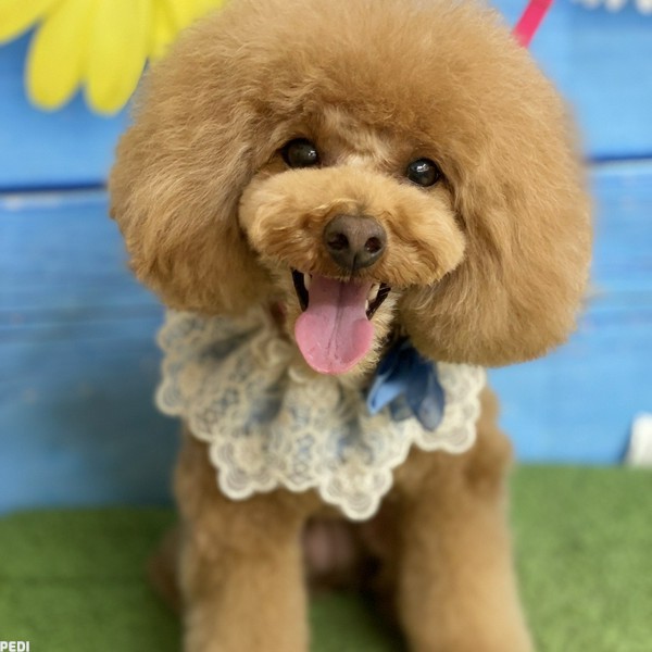 つくしちゃん