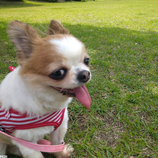 ココちゃん