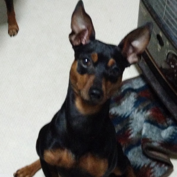 ヴィスキーくん