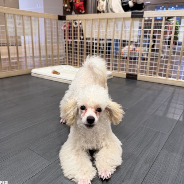 するめちゃん