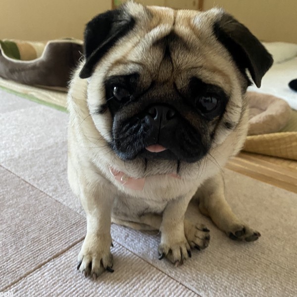 おちゃこちゃん