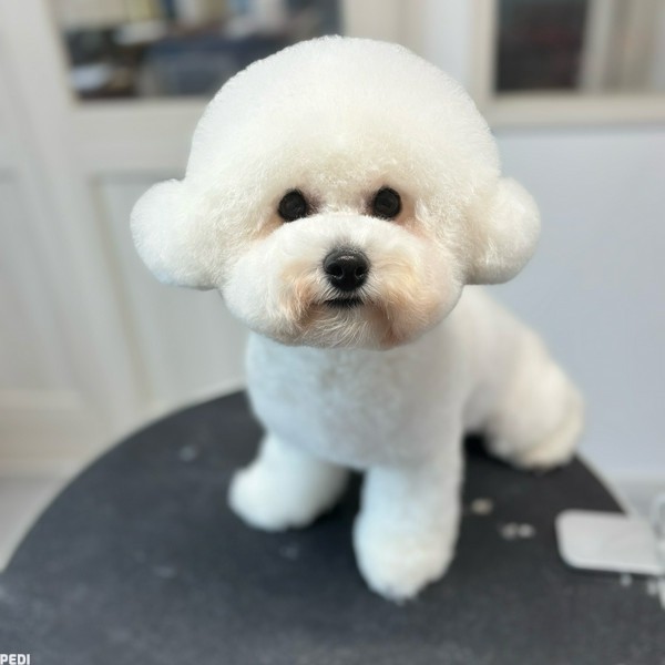 シンディーちゃん