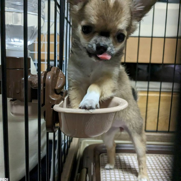 愛ちゃん