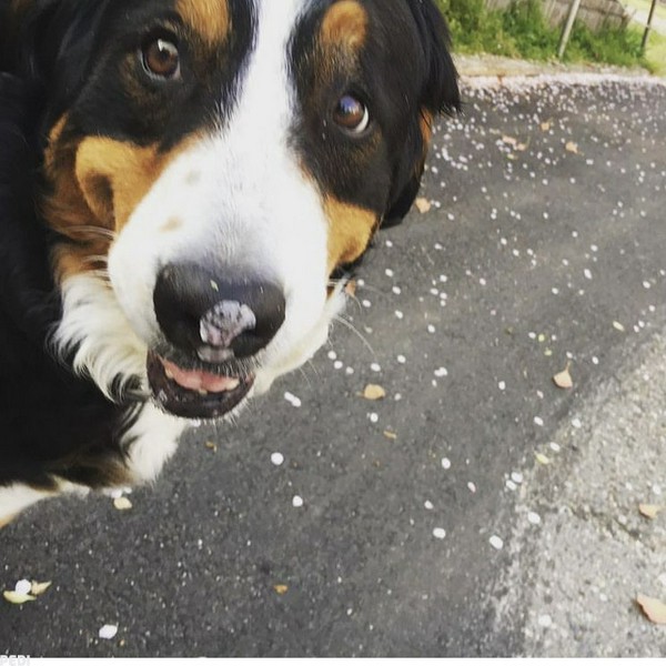 アンジェちゃん