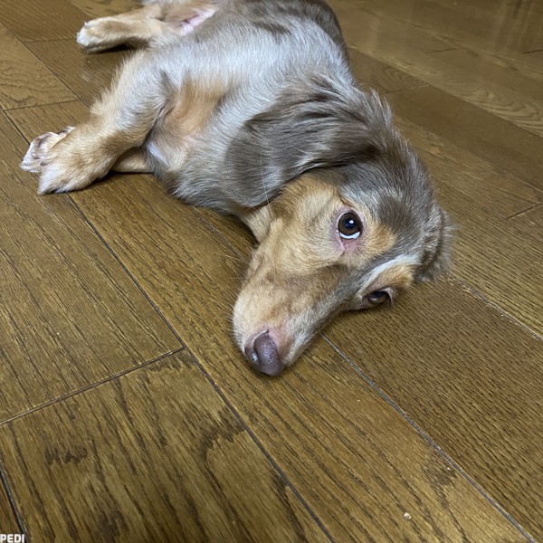 イトちゃん