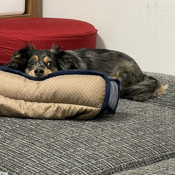 ラロくん