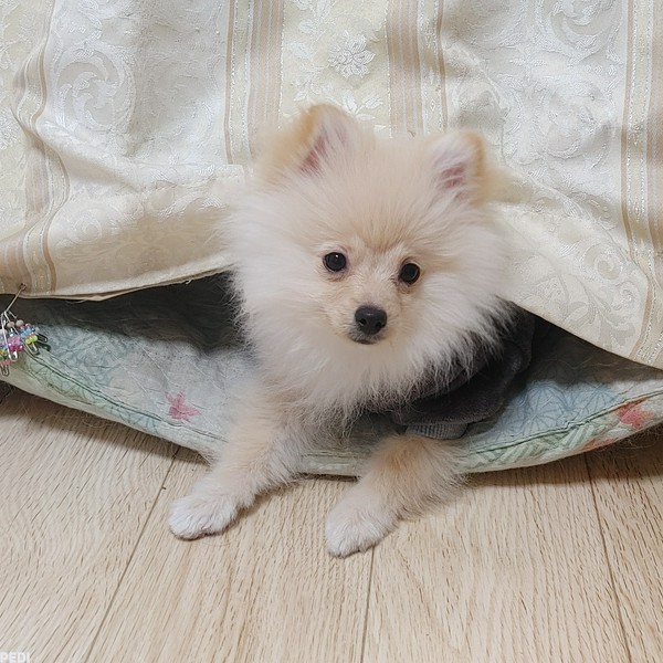ミクちゃん