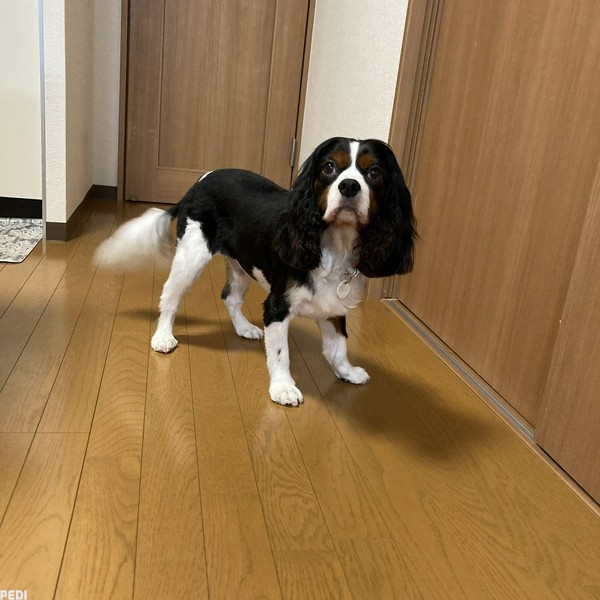 しるこくん