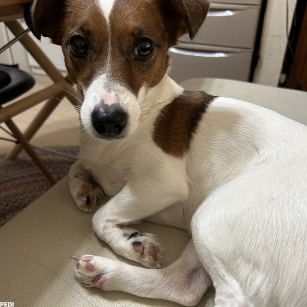 シャーロットちゃん