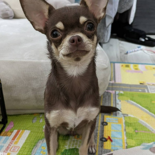 ココちゃん
