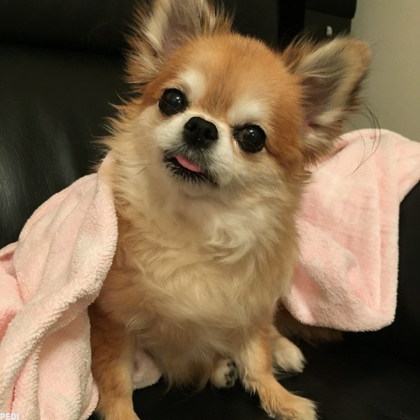 ねねちゃん