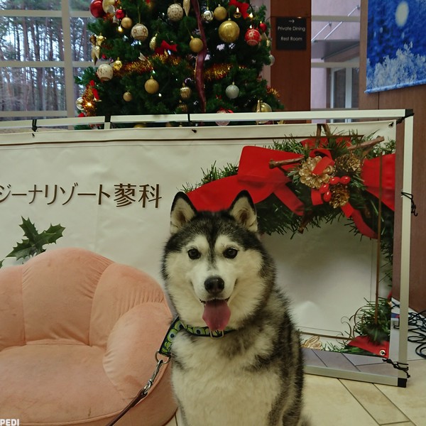 メロディーちゃん