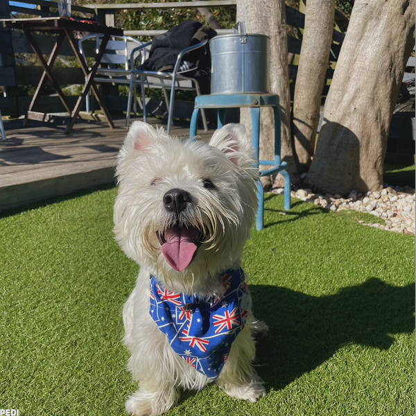 LOVELY WESTIE JP MOCHIくん