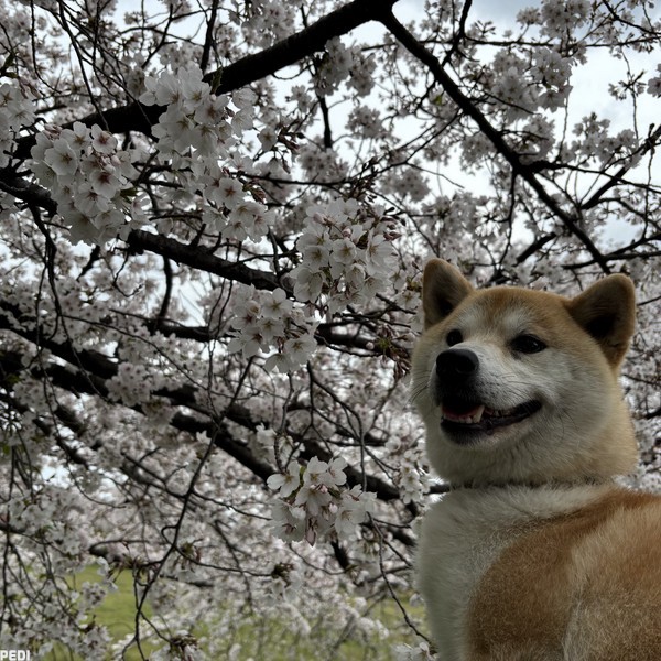 じーくくん