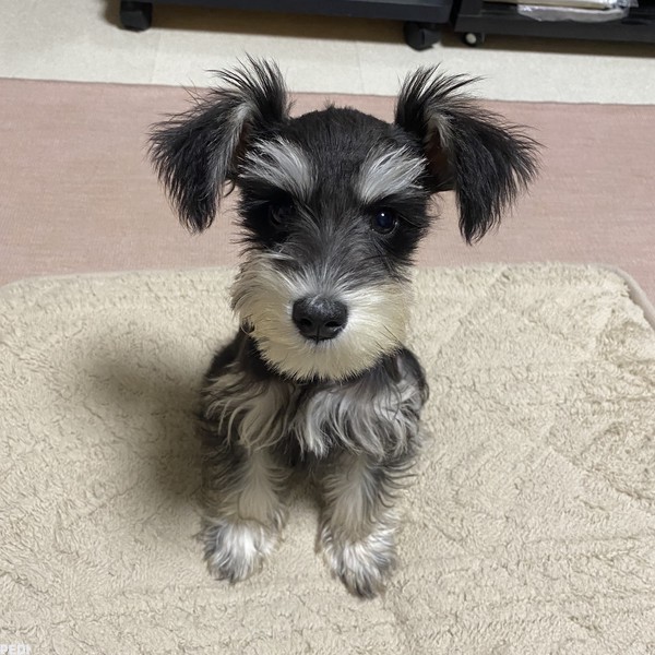 TIAちゃん
