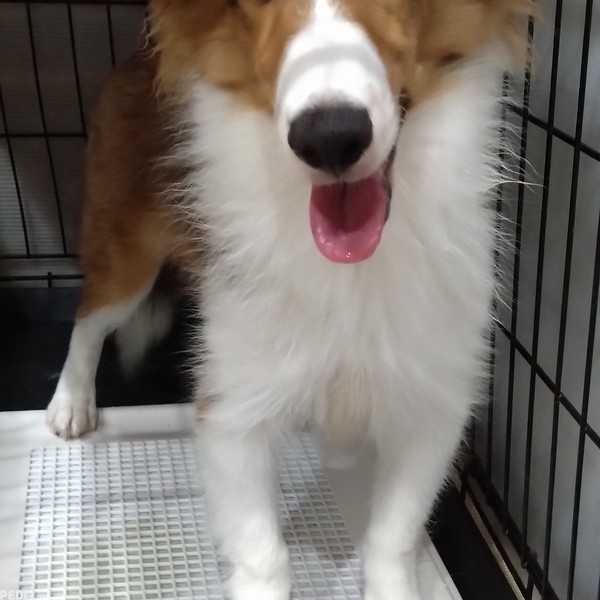 天花ちゃん