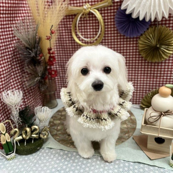 桜夢(さくら)ちゃん