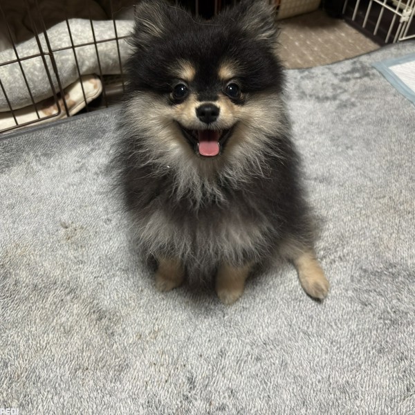 あんこちゃん