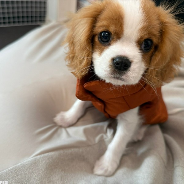 デコポンちゃん