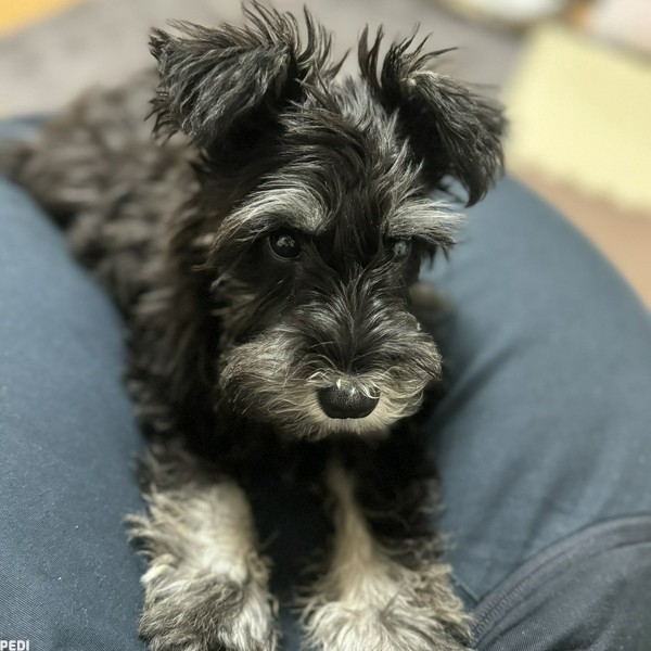 シフォンちゃん