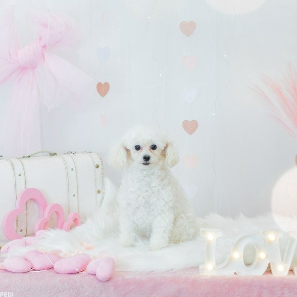 ヴァニラちゃん