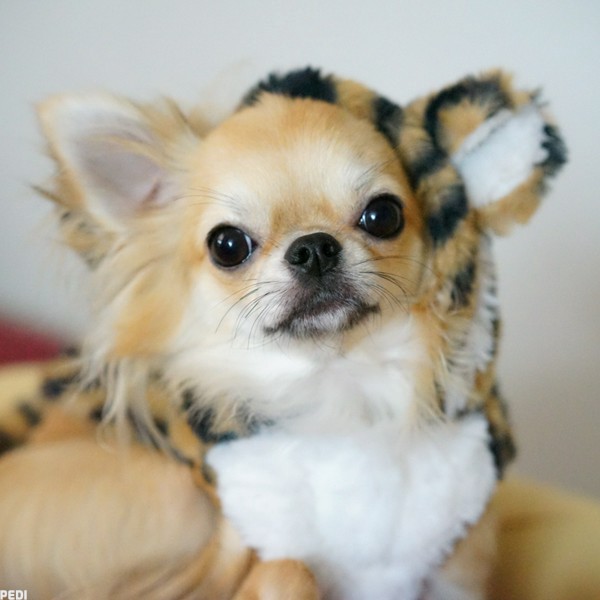 とらのすけくん