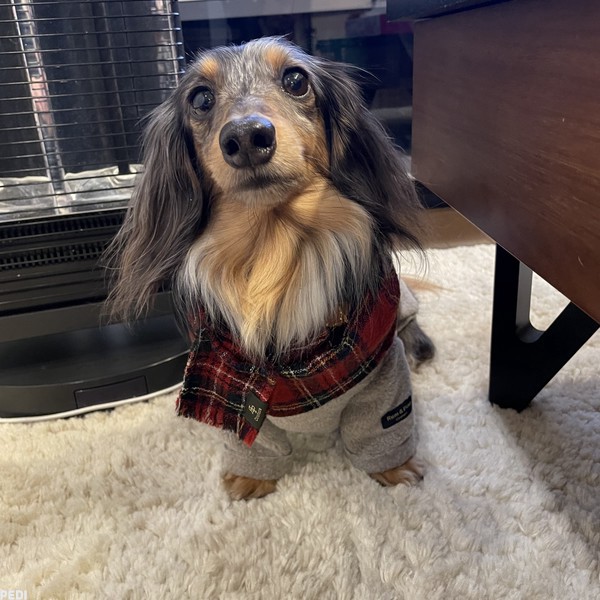 ティアラちゃん