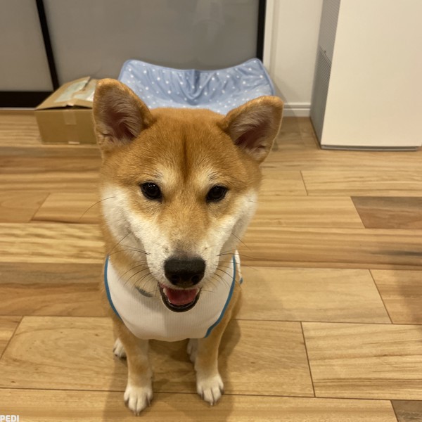 曙号オリエンタルホークJPくん