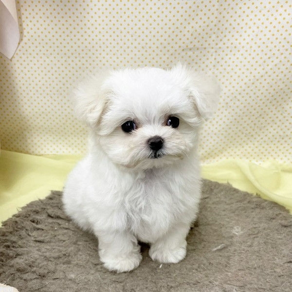 メロディちゃん