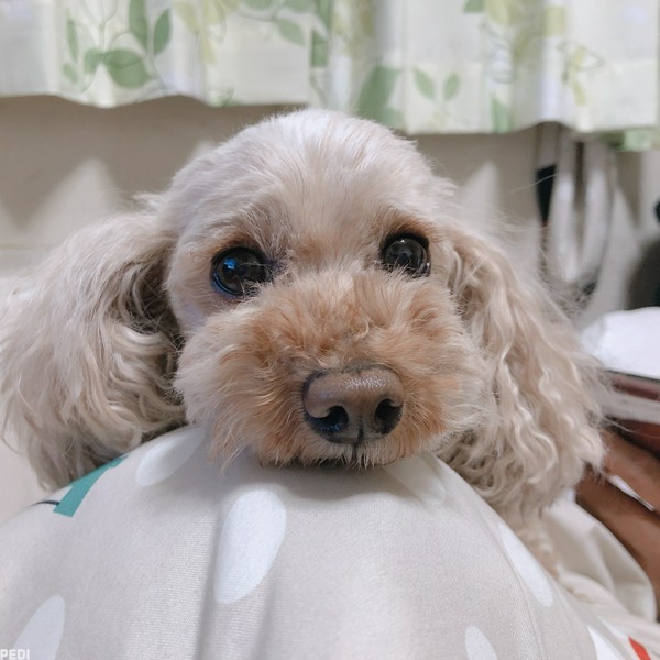 ショコラちゃん