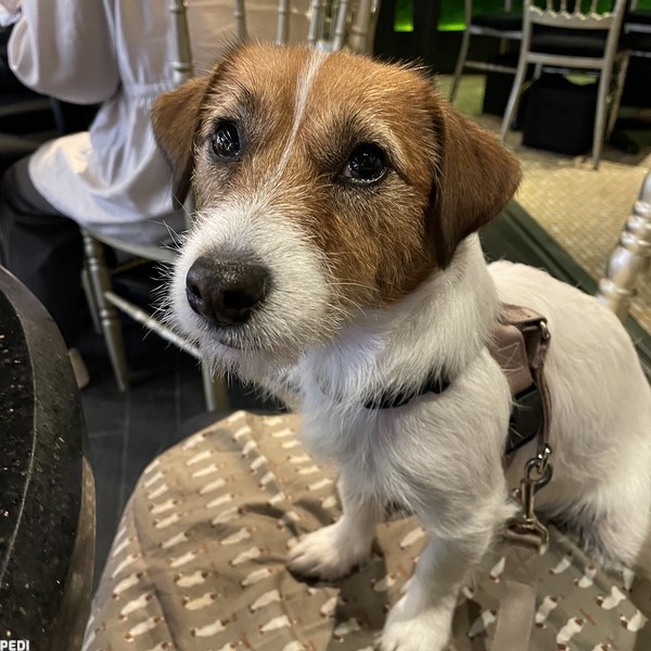 ティモンちゃん