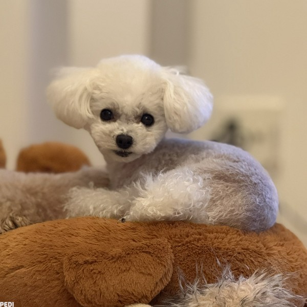 ミルキーちゃん