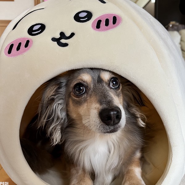 ちゃちゃ丸くん