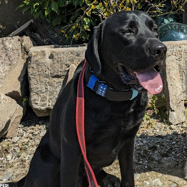 レン（レンレン）くん