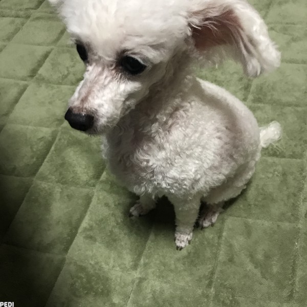 チャンピーくん