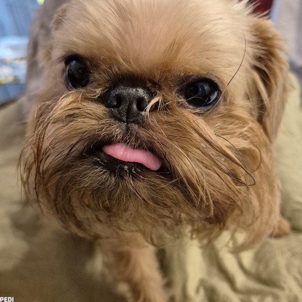 ペローナちゃん