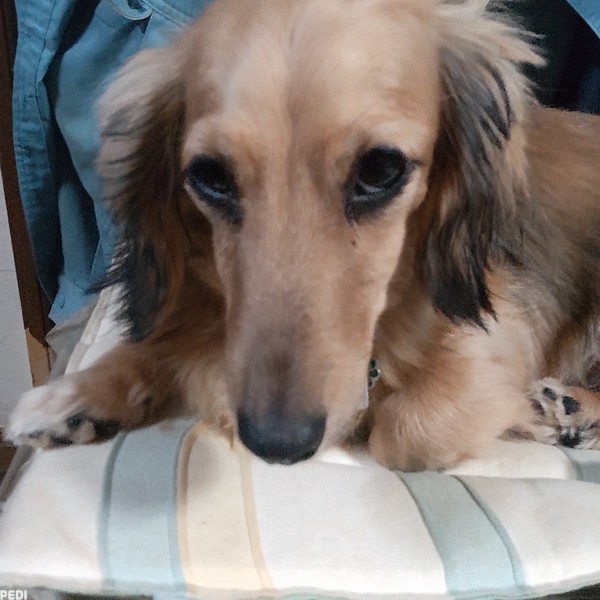 チャチャちゃん