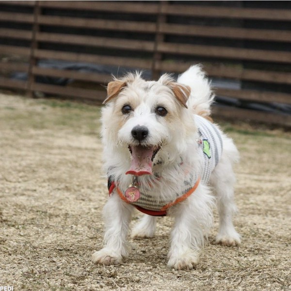 ジャックちゃん