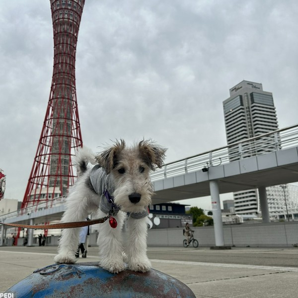 カンパネルナくん