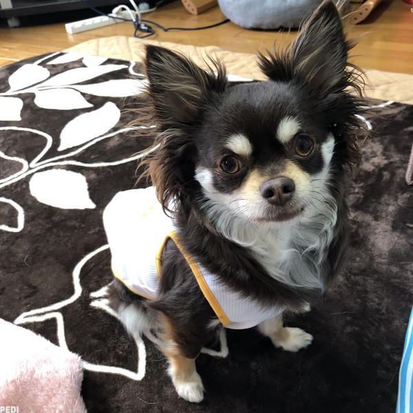 おぼろちゃん