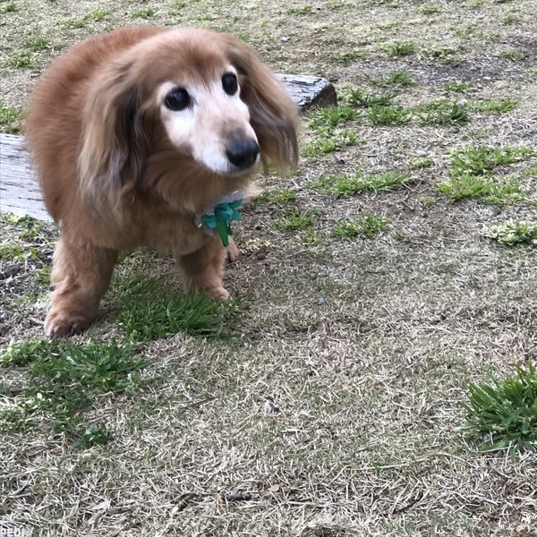 どんとくん