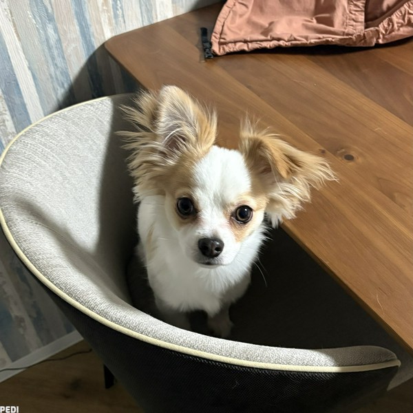 はつくん