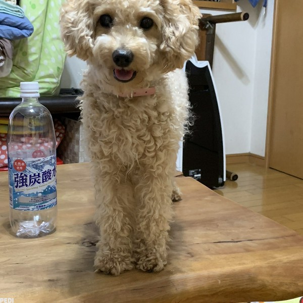 モカちゃん