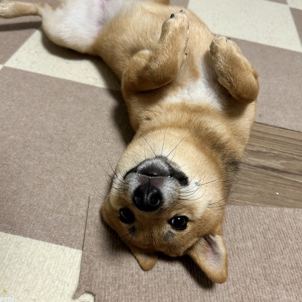 むぎちゃん