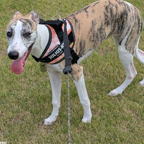 ディアナちゃん