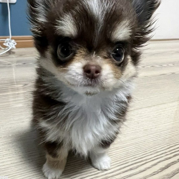 千ちゃん