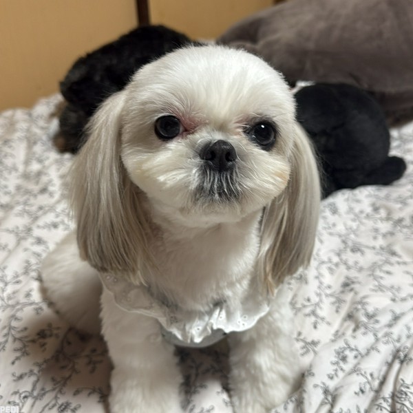 しずくちゃん